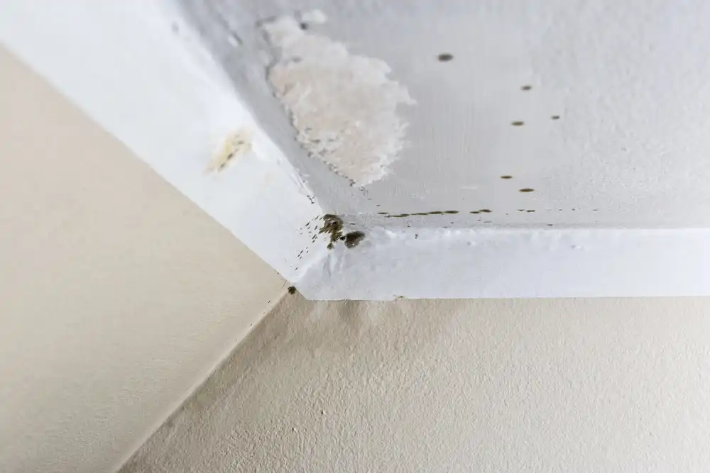 damp wall water damage