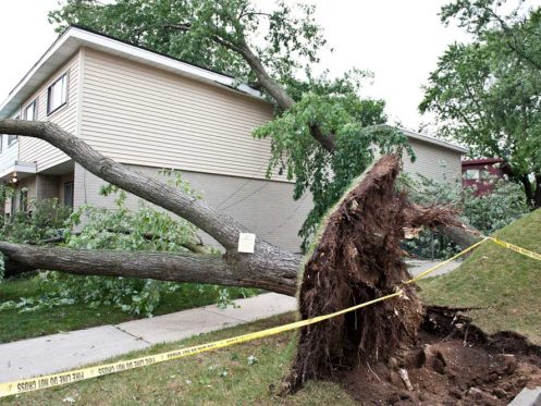 fallen tree damage home