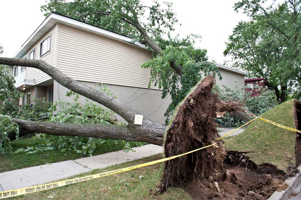 fallen tree damage home