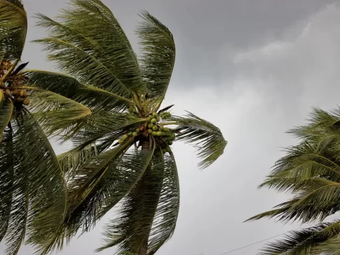 palm trees in wind gust