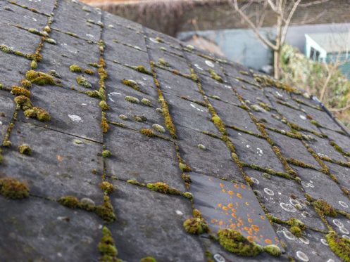 roof tiles with mold